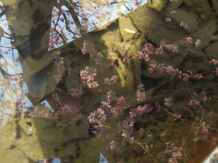 “a spray of cherry blossom”TOKYO