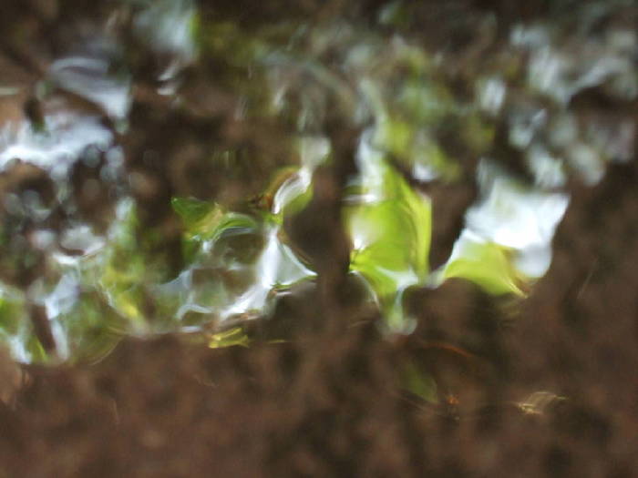 “green drop” TOKYO