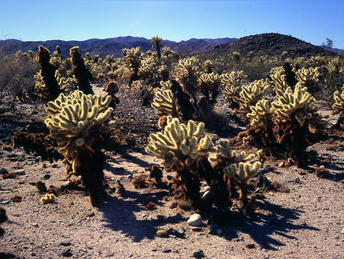 Pro Photo Gallery Ambition 吉野 信 砂漠植物 アメリカ カリフォルニア